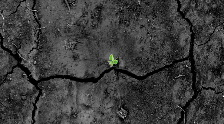 Sprouts in ground. Conceptual and agricultural scene.